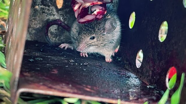 A gray frightened field mouse got into a humane mousetrap and does not want to run away. She was lured by the smell of smoked sausage e got into a humane mousetrap. High quality 4k footage