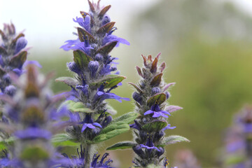 Wild ayuga bloom in spring (Ajuga reptans)	