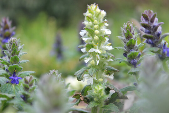 White ajuga (Ajuga reptans 'Alba') blooming