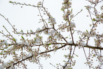 Branch of plum tree full in white blossom shortly after snowfall in spring in April in Latvia