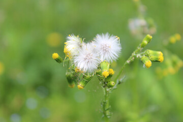 Flowering groundsel (lat. Senecio vulgaris)