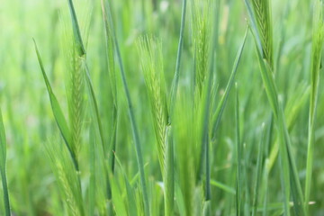 Fototapeta na wymiar Wild barley (Hordeum leporinum)