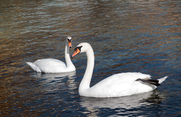 The mute swan (Cygnus olor), birds swim near the Black Sea coast