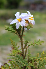 Blooming lychee tomato (Solanum sisymbriifolium) from the nightshade family. Photo taken in Abkhazia