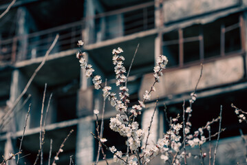 white flowers against the background of destroyed and burnt houses in the city of Ukraine