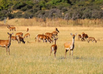 A herd of red deer grazing on a field of yellow grass, autumn on a farm