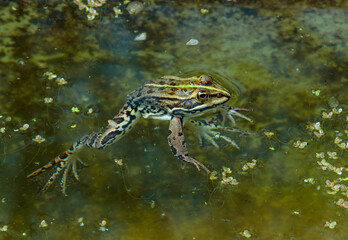 A lake frog (Pelophylax shqipericus) swims in a pond on the surface of the water in spring, Ukraine