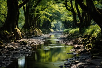 river in the forest