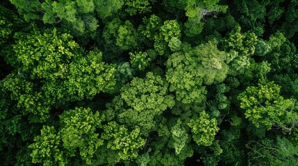 Healthy Green Trees in Nature