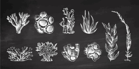 Hand-drawn various corals and  seaweed  vector collection. Sketch illustration of various on chalkboard background. Collection for stickers. Engraved water element. © Mariia Mazaeva