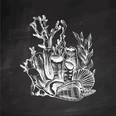 Hand-drawn sea composition from seashells, algae, shells, corals. Black and white vector sketch of underwater creatures. Engraved element on chalkboard background.