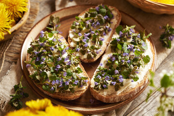 Fresh ground-ivy flowers and leaves collected in spring on three slices of sourdough bread
