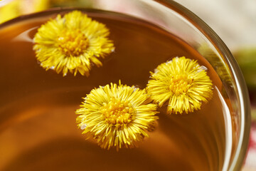 Fresh coltsfoot flowers in a cup of herbal tea, closeup