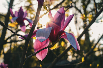 flower in the wind, sunlight in magnolia tree branches, magenta pink flower