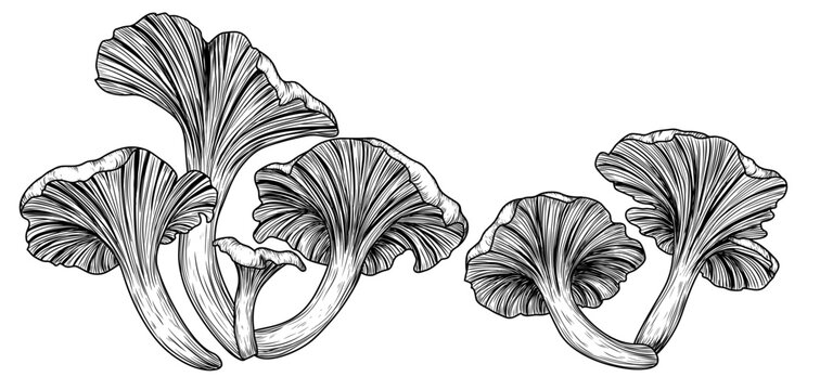 Vector illustration of chanterelle mushrooms in engraving style
