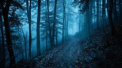  Mysterious blue-toned forest pathway.  © UsamaR