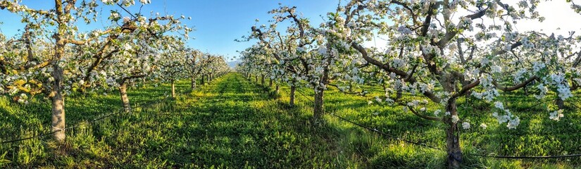 blossoming apple orchard, panorama, morning shot