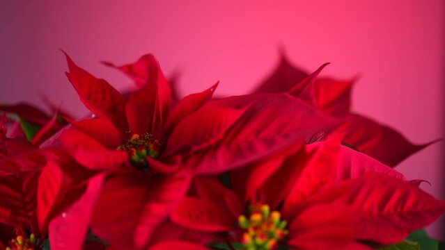 Poinsettia Christmas flower plant rotating, close up. Euphorbia Pulcherrima, or Nochebuena. Christmas Star flower over red background. 