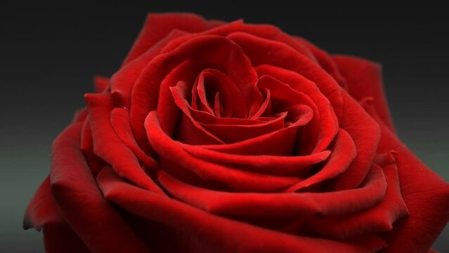Beautiful opening red rose on black background. Petals of Blooming red rose flower open, time lapse, close-up. Holiday, love, birthday design backdrop. Bud closeup. Macro. Valentine's Day. Timelapse