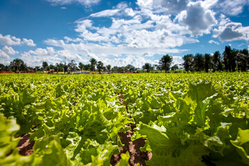 Vegetable plantation farm, lettuce