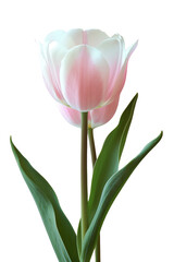 Tulip flower in transparent background