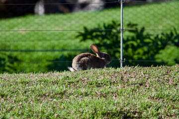 rabbit in the grass behind fence