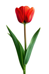 Tulip flower in transparent background