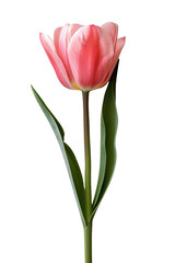 Tulip flower in transparent background