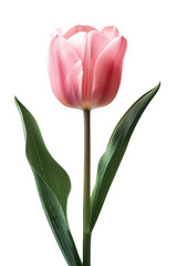 Obraz premium Tulip flower in transparent background