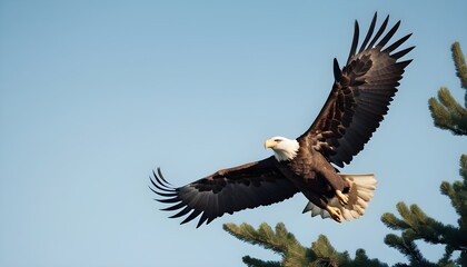 Fototapeta premium A majestic Bald eagle (Haliaeetus leucocephalus) flies off from a tree top on a clear day in North Idaho; Coeur d'Alene, Idaho, United States of America