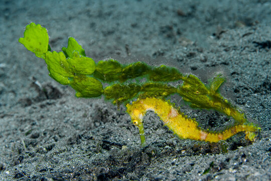 Leafy Hippocampus histrix camouflaged in ocean habitats