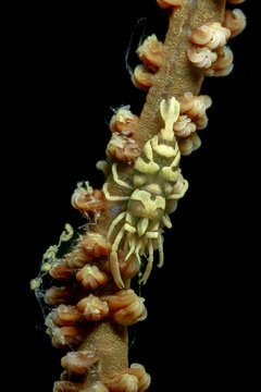 Pontonides unciger camouflaged on a gorgonian coral