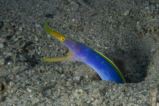 Blue Rhinomuraena quaesita emerging from its sandy burrow