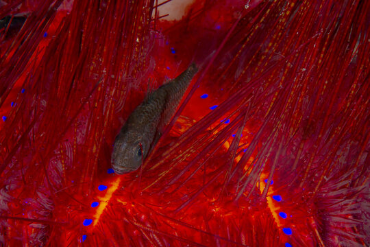 Colorful underwater scene with fish and sea anemone