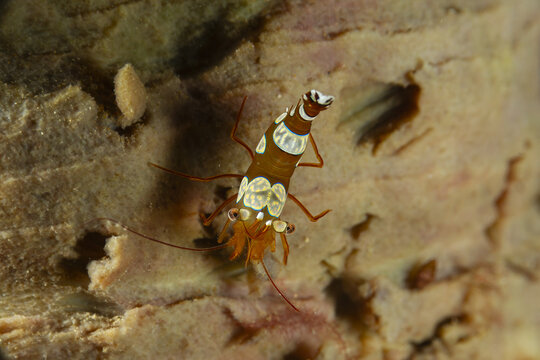 Colorful Thor amboinensis on the seafloor