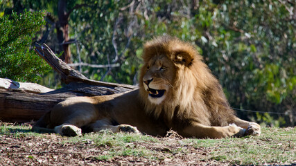 lion in the grass mouth open teeth