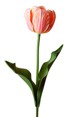 Tulip flower in transparent background