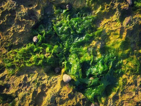 Green seaweed ulva lactuca algae visible on the beach surface at low tide.
