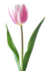 Obraz premium Tulip flower in transparent background