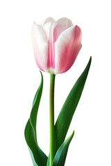 Tulip flower in transparent background