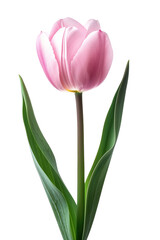 Tulip flower in transparent background