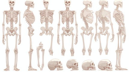 Human bones 3d realistic skeleton silhouette collec