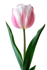 Tulip flower in transparent background
