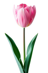 Naklejka premium Tulip flower in transparent background