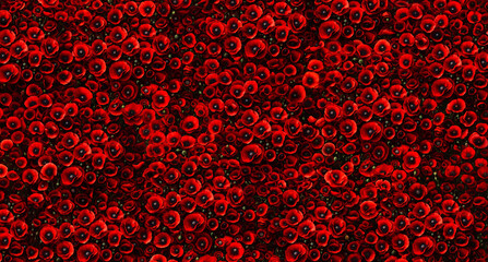 Abstract background with lot of red poppies. Background and textures.
