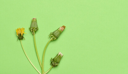 Wilted dandelion with stem on a green background, top view.