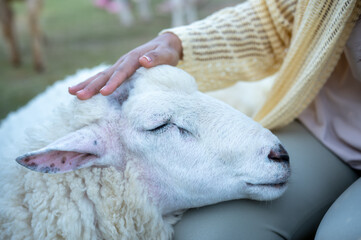 sleeping sheep laying head on people legs, woman is caring for lamb
