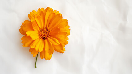 A single bright orange calendula flower on a crumpled white fabric background. - obrazy, fototapety, plakaty