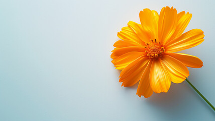 Single vibrant orange cosmos flower with a delicate stem against a soft blue background.