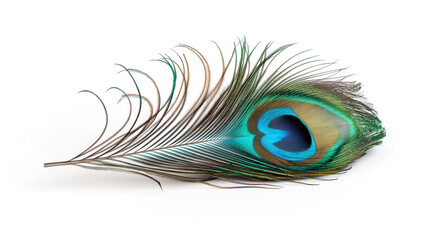 Elegant peacock feather with vibrant blue and green hues isolated on a white background.